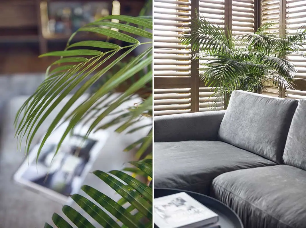 Nie bójmy się wprowadzać dużych roślin do wnętrz!