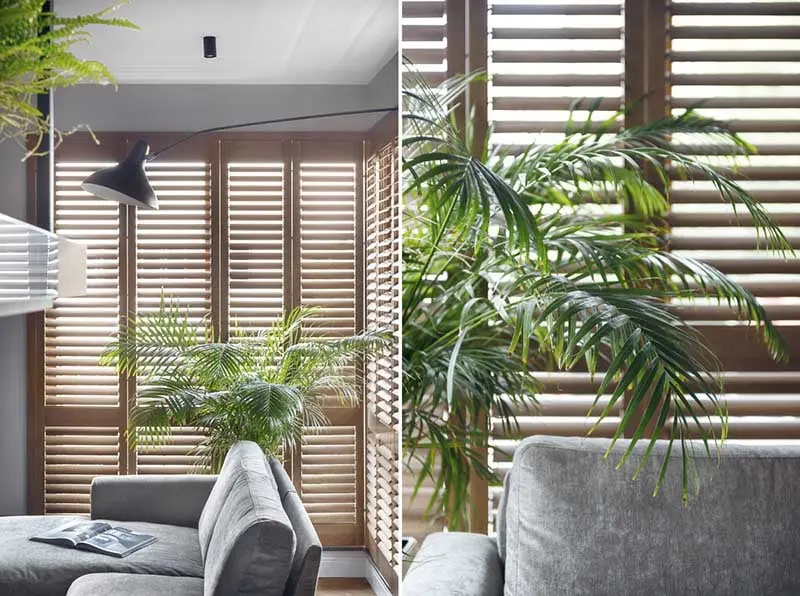 Nie bójmy się wprowadzać dużych roślin do wnętrz!