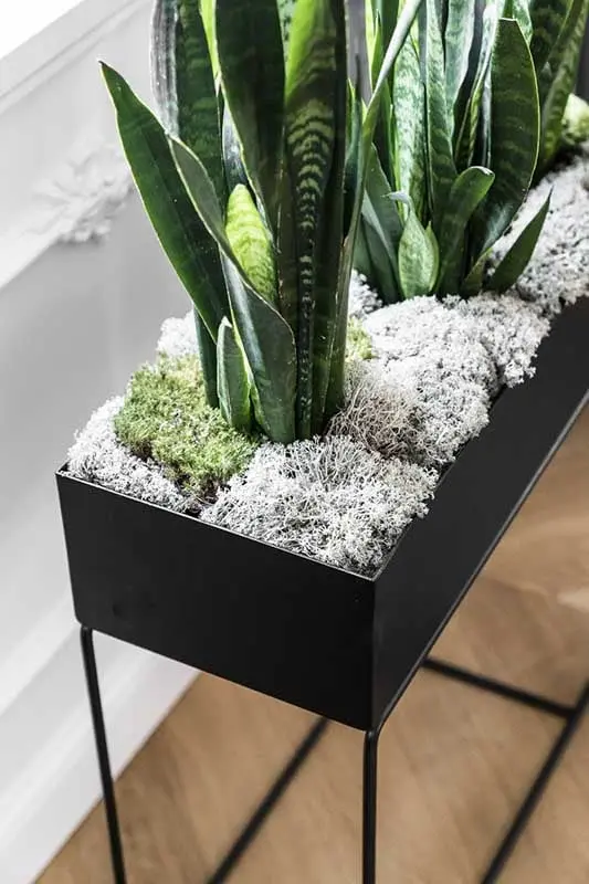 Piękna ekspozycja kwiatów w salonie | proj. Anna Maria Sokołowska Architektura Wnętrz, zdjęcie: Fotomohito