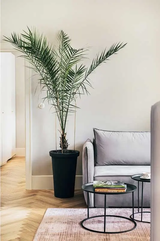 Palma w salonie | proj. lummo.