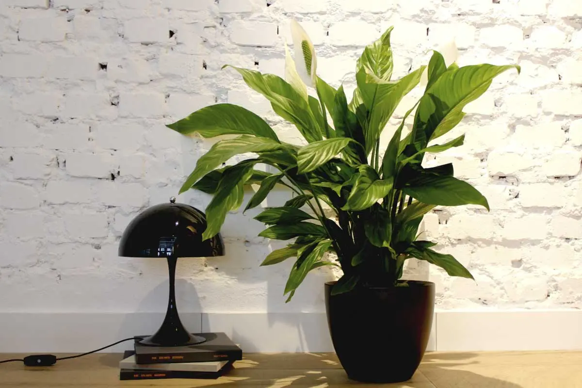 Surowa ściana pomalowana na biało, optycznie powiększa pomieszczenie i nadaje mu ciekawego charakteru.