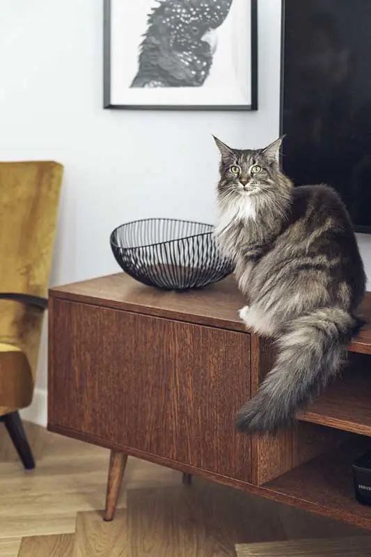 Piękny członek rodziny