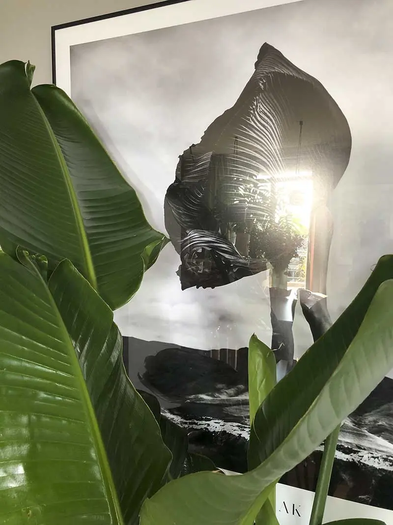 Tropiki i błękity w nieziemskim mieszkaniu | Proj: TIM Arc by TiM Grey