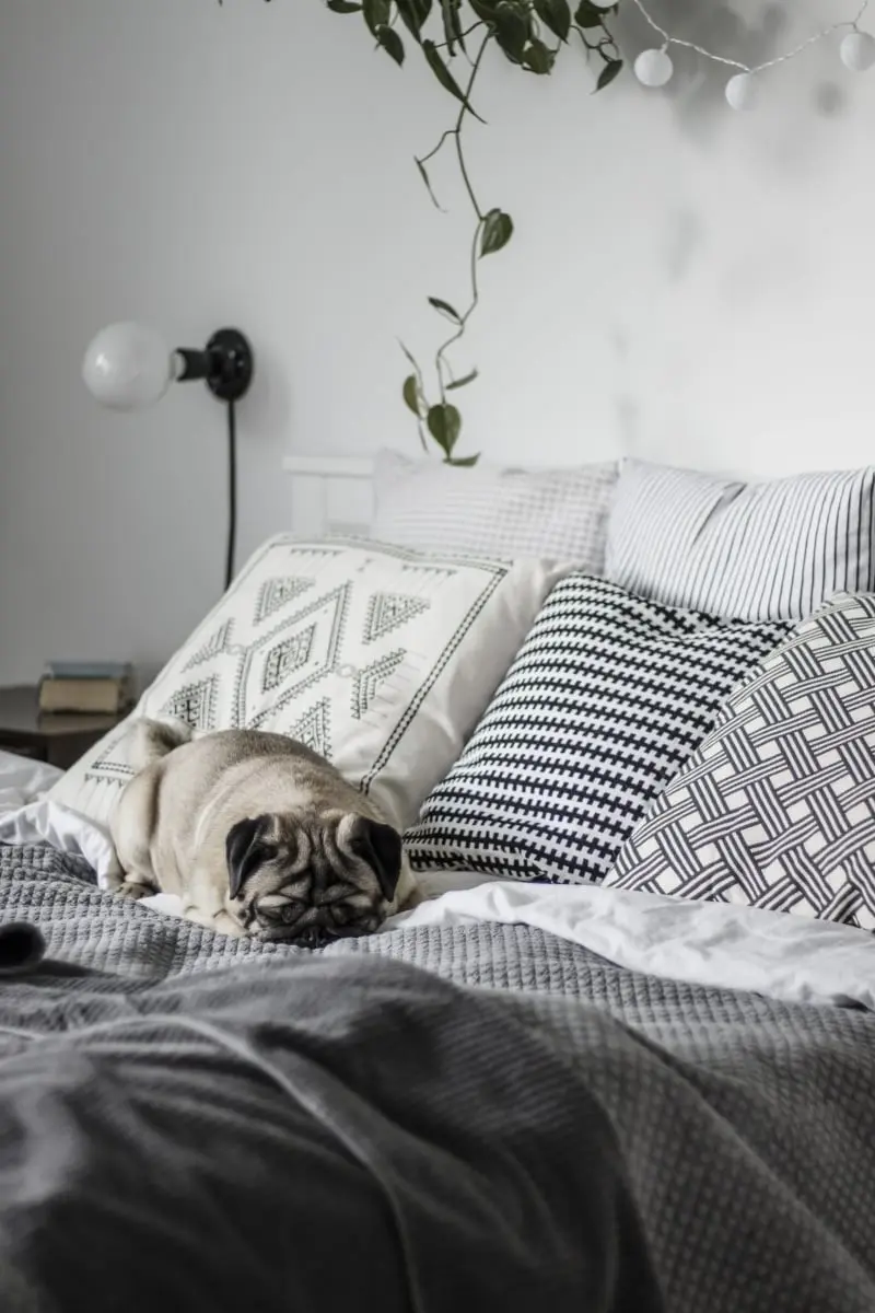 Projekt: NORESTSTUDIO