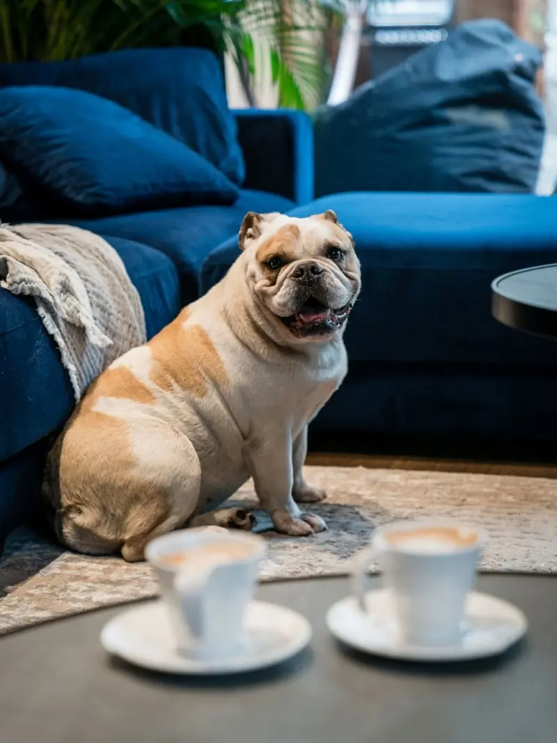 design: Kowalczyk-Gajda Studio Projektowe
photos: Katarzyna Seliga-Wróblewska, Marcin Wróblewski / Fotomohito