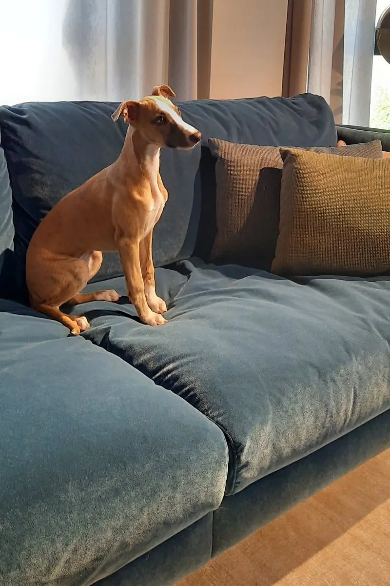 Jak pielęgnować meble tapicerowane