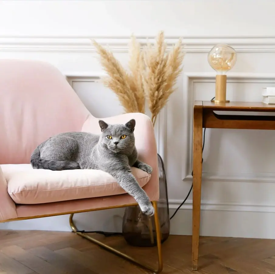 Tala: Rewolucja w Świecie Oświetlenia